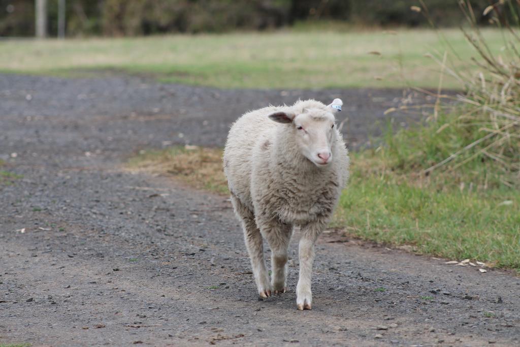 Bimbadeen Phillip Island Farm Retreats Ventnor Eksteriør bilde